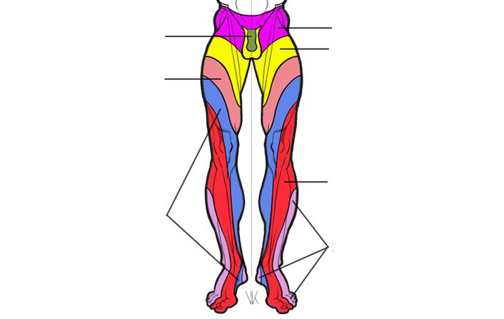 area of ​​innervation of the lumbar segments