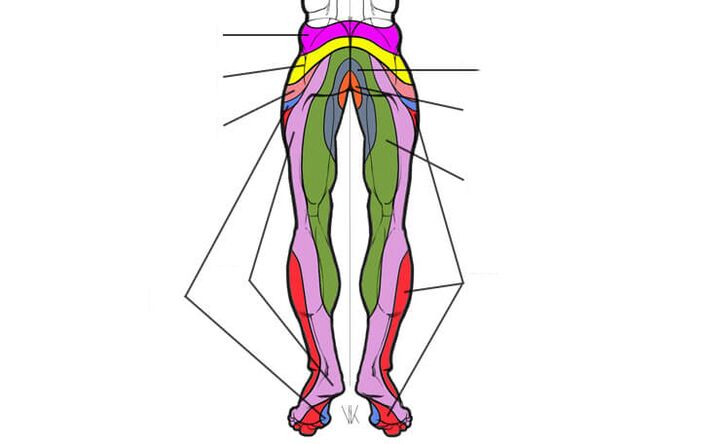 areas of innervation of the lumbar segments